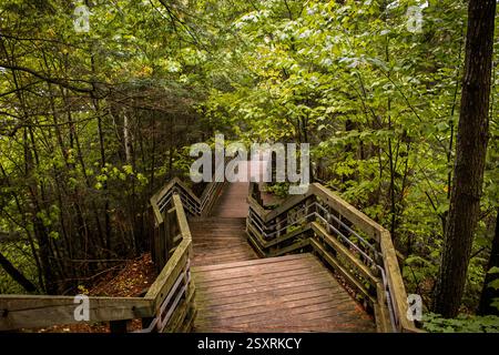 Une promenade rustique en bois serpente à travers une forêt luxuriante et verdoyante du Michigan, invitant les visiteurs à explorer la beauté de la nature. Banque D'Images