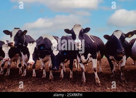 Vaches laitières dans une ferme amish ; comté de Lancaster ; Pennsylvanie ; États-Unis Banque D'Images
