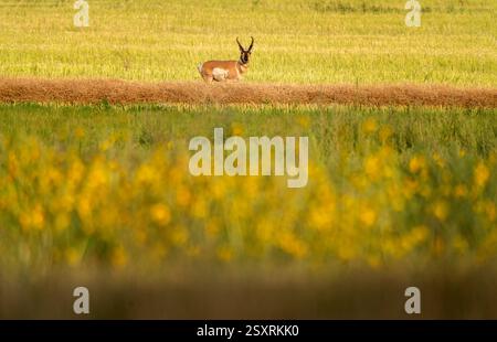 Pronghorn se tient alerte au milieu des champs dorés, symbole de la résilience de la faune Banque D'Images