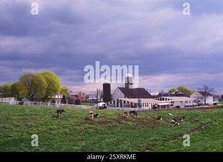 Vaches laitières dans une ferme amish ; comté de Lancaster ; Pennsylvanie ; États-Unis Banque D'Images