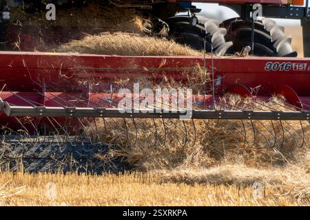 Moissonneuse-batteuse travaillant efficacement dans un champ de blé doré, récoltant les récoltes pendant la saison de récolte Banque D'Images