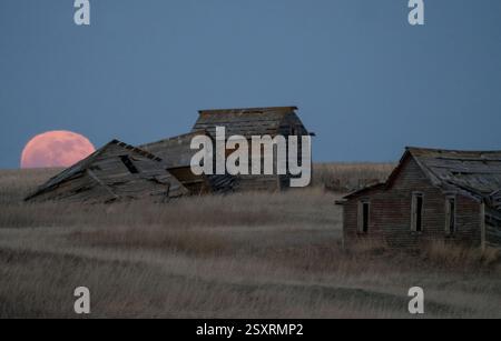 Des bâtiments agricoles abandonnés se dressent silhouettés contre une grande pleine lune se levant dans le ciel crépusculaire Banque D'Images