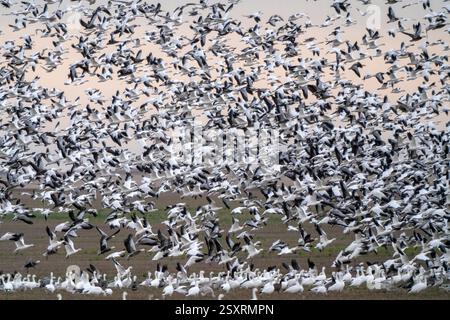 Des milliers d'oies des neiges prennent le vol au-dessus des terres agricoles pendant leur migration annuelle Banque D'Images