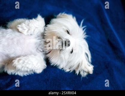 Un chien maltais endormi allongé à l'envers sur le dos Banque D'Images