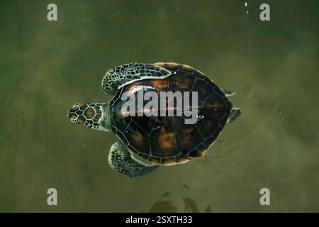 Les tortues nagent dans le bassin de reproduction de Sukabumi, en Indonésie Banque D'Images