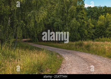 Un chemin de terre sinueux serpente à travers une végétation luxuriante, entouré de grands arbres et d'herbe sauvage sous un ciel bleu clair. La lumière du soleil filtre magnifiquement Banque D'Images