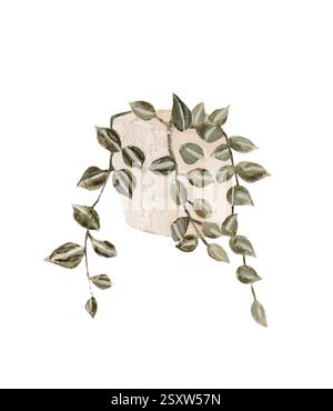 Plante d'intérieur en pot de fleurs. Feuillage plat dessiné à la main chaîne de perles dans un pot beige. Jolie verdure pour la jungle urbaine. Banque D'Images