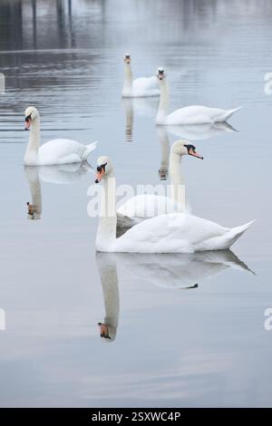 Cygnes nageant dans un étang Banque D'Images