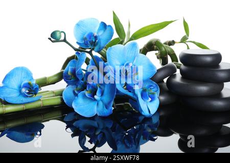 Belles fleurs d'orchidée bleues, tiges de bambou et pierres de spa sur la surface miroir sur fond blanc Banque D'Images