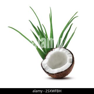 Feuilles de noix de coco et d'aloe vera isolées sur blanc Banque D'Images
