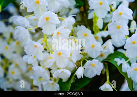 Des grappes d'élégantes orchidées blanches avec des centres jaunes fleurissent sur un arbre, mettant en valeur leurs fleurs complexes contre des feuilles vertes luxuriantes dans un tropical Banque D'Images