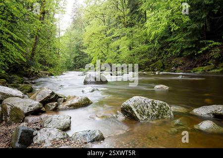Ruisseau Buchberger Leite au printemps. Parc national de la forêt bavaroise, Bavière, Allemagne Banque D'Images