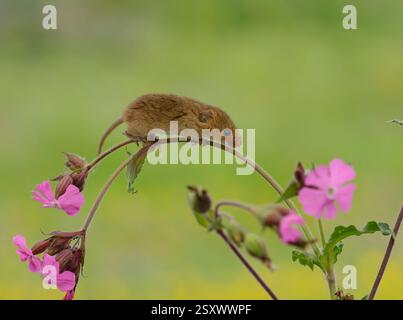 Récolter la souris Micromys minutus, grimpant la tige rouge de fleur de campion. Captif. Devon Wildlife Centre, Angleterre, Royaume-Uni, juin. Banque D'Images