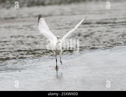 Eurasian Spoonbill Platalea leucorodia, ailes étirables juvéniles, Norfolk, Angleterre, Royaume-Uni, juillet. Banque D'Images