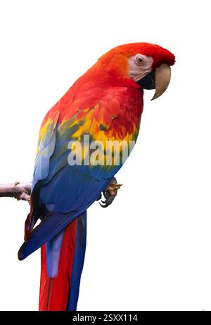 Gros plan portrait d'un perroquet d'aras écarlate (ara macao) isolé sur fond blanc Banque D'Images