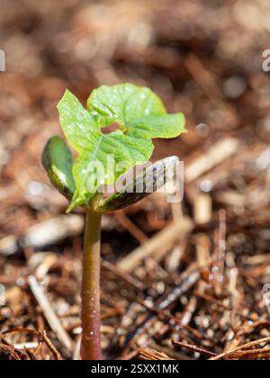 Semis, la plante de bec vient juste de sortir de la graine, germant dans la vie avec la gousse de graine encore visible et les feuilles vertes et la tige Banque D'Images