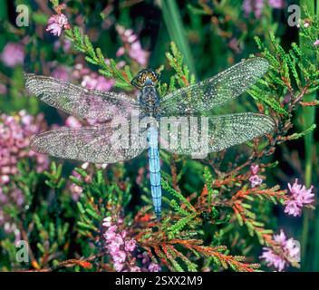 Écumer à quille (Orthetrum coerulescens) en rosée sur bruyère fleurie. New Forest, Angleterre, Grande-Bretagne Banque D'Images