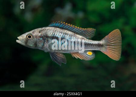Cichlide (Yssichromis piceatus) sous l'eau. Banque D'Images