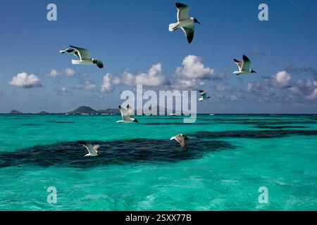 Mouettes à tête noire volant au-dessus d'un océan Turquoise des Caraïbes dans les Grenadines, avec Union Island lointaine. Banque D'Images