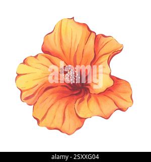 Fleur d'hibiscus orange Aquarelle illustration botanique Banque D'Images