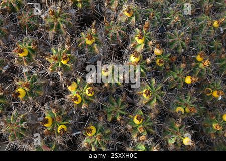 Espèce de plante de cactus en baril Ferocactus robustus dans un jardin à Fuerteventura, îles Canaries en Espagne. Banque D'Images