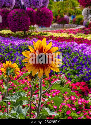 Tournesol dans Miracle Garden Dubaï Banque D'Images
