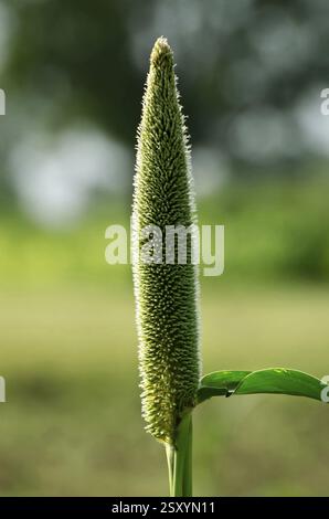 Millet à Padhegaon Montepulciano Ahmednagar Maharashtra Inde Asie Banque D'Images