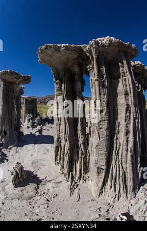 Groupe de grands arbres tordus avec un ciel bleu en arrière-plan. Les arbres sont recouverts d'une substance blanche Banque D'Images
