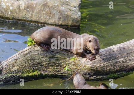 Une loutre géante ou une loutre de rivière géante (Pteronura brasiliensis) se trouve sur un arbre pourri qui repose dans l'eau d'une petite rivière Banque D'Images