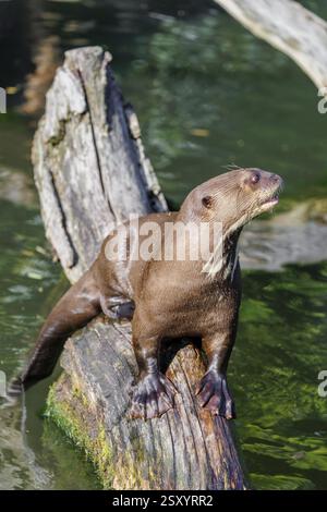 Une loutre géante ou une loutre de rivière géante (Pteronura brasiliensis) se trouve sur une bûche pourrie qui repose dans l'eau Banque D'Images