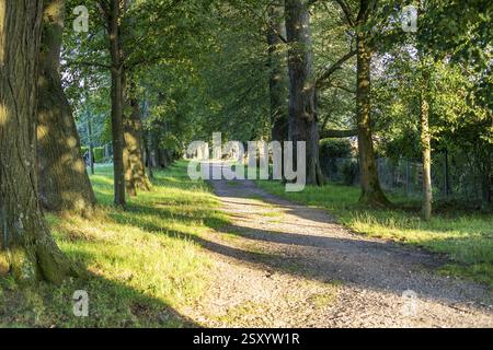 Monument naturel Linden-Allee, Schuetzenallee ou Schiesshausallee, avec des citronniers d'été (Tilia platyphyllos), des citronniers d'hiver (Tilia cordata) et Banque D'Images