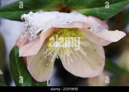 Rose de Noël avec neige, hiver, Allemagne, Europe Banque D'Images