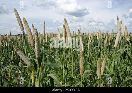 Pearl Millet domaine Padhegaon Montepulciano Ahmednagar Maharashtra Inde Asie Banque D'Images