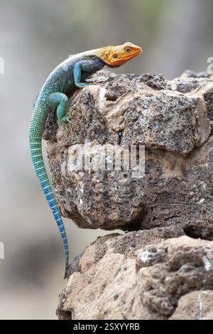 Lézard agama à tête rouge bronzant sur le rocher, parc national masai Mara, kenya Banque D'Images