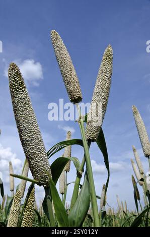 Pearl Millet domaine Padhegaon Montepulciano Ahmednagar Maharashtra Inde Asie Banque D'Images