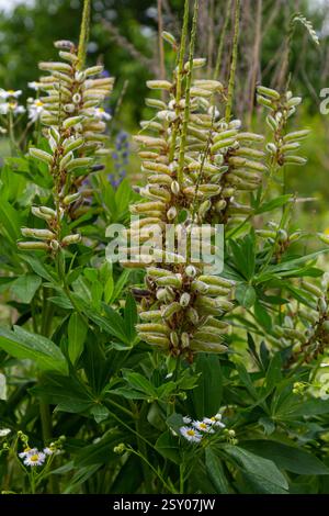 Lupinus polyphyllus. Grosses gousses de graines de lupin en feuilles dans le jardin. Banque D'Images