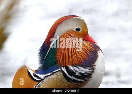 Canard mandarin Banque D'Images