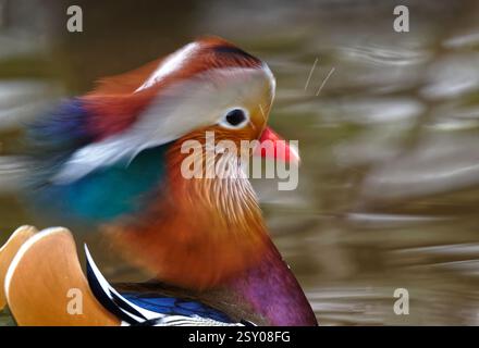 Canard mandarin Banque D'Images