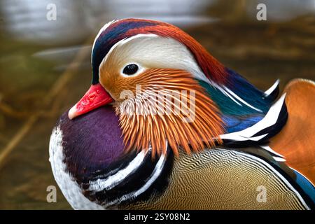 Canard mandarin Banque D'Images