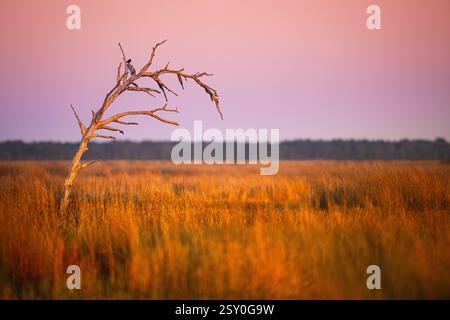 Un seul arbre mort parmi les Phragmites australis lors d'un magnifique coucher de soleil violet et orange au Blackwater Wildlife refuge près de Chesapeake Bay Banque D'Images