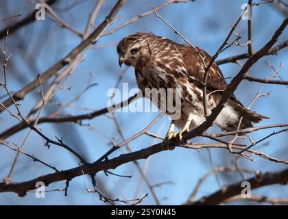 Un faucon juvénile à queue rouge perché sur une branche en hiver Banque D'Images