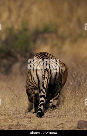 Tigre alerte traque loin dans les herbes sèches de la forêt décidue sèche de la réserve de tigres de Ranthambore Banque D'Images