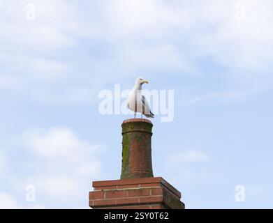 Un goéland argenté européen, Larus argentatus, est assis sur un pot de cheminée. La mouette figure actuellement sur la liste rouge du Royaume-Uni pour son état de conservation. Banque D'Images