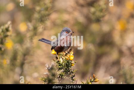 Warbler Dartford perché sur gorse avec fleurs jaunes, Royaume-Uni Banque D'Images