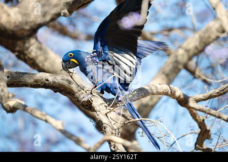 Macas jacinthe perché sur une branche d'arbre, South Pantanal, Brésil Banque D'Images