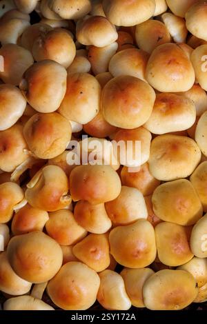 Champignon Sulphur Tuft, Hypholoma fasciculare, jardins botaniques nationaux, Kilmacurragh, Co. Wicklow, Irlande Banque D'Images