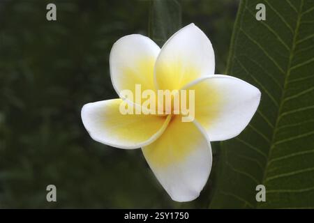 Plumeria rubra, Trivandrum, Kerala, Inde, Asie Banque D'Images
