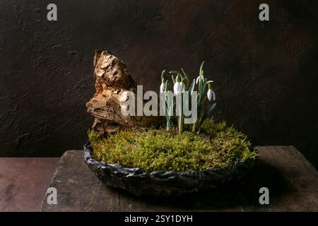 Composition florale dans le style japonais ikebana. Gouttes de neige de printemps et mousse de forêt dans un bol en céramique. Décoration en bois sec. Vieille table en bois et backgro foncé Banque D'Images