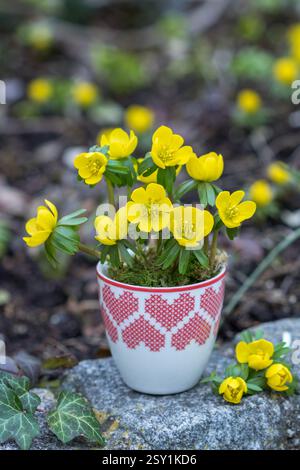 aconite d'hiver dans une tasse de porcelaine avec ornement de coeur dans le jardin Banque D'Images