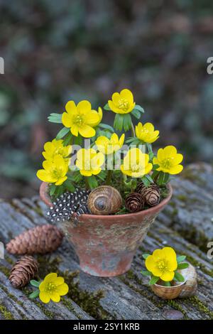 aconite d'hiver dans un pot en terre cuite vintage dans le jardin Banque D'Images